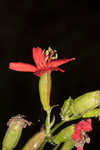 Louisiana catchfly 